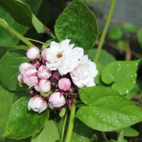 Clerodendrum chinense (Osbeck) Mabb.